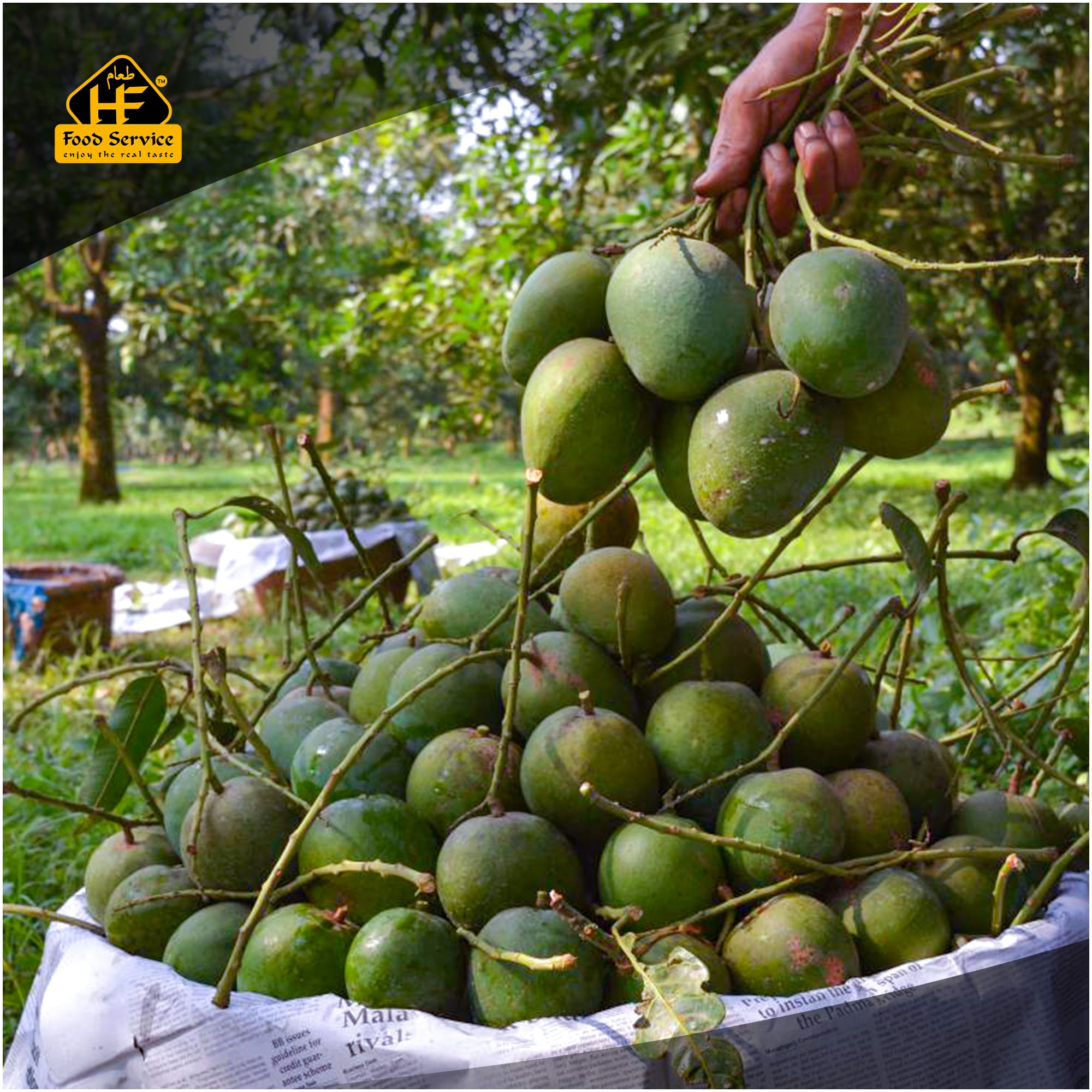 হিমসাগর আম । Himsagar Mango হিমসাগর আম । Himsagar Mango