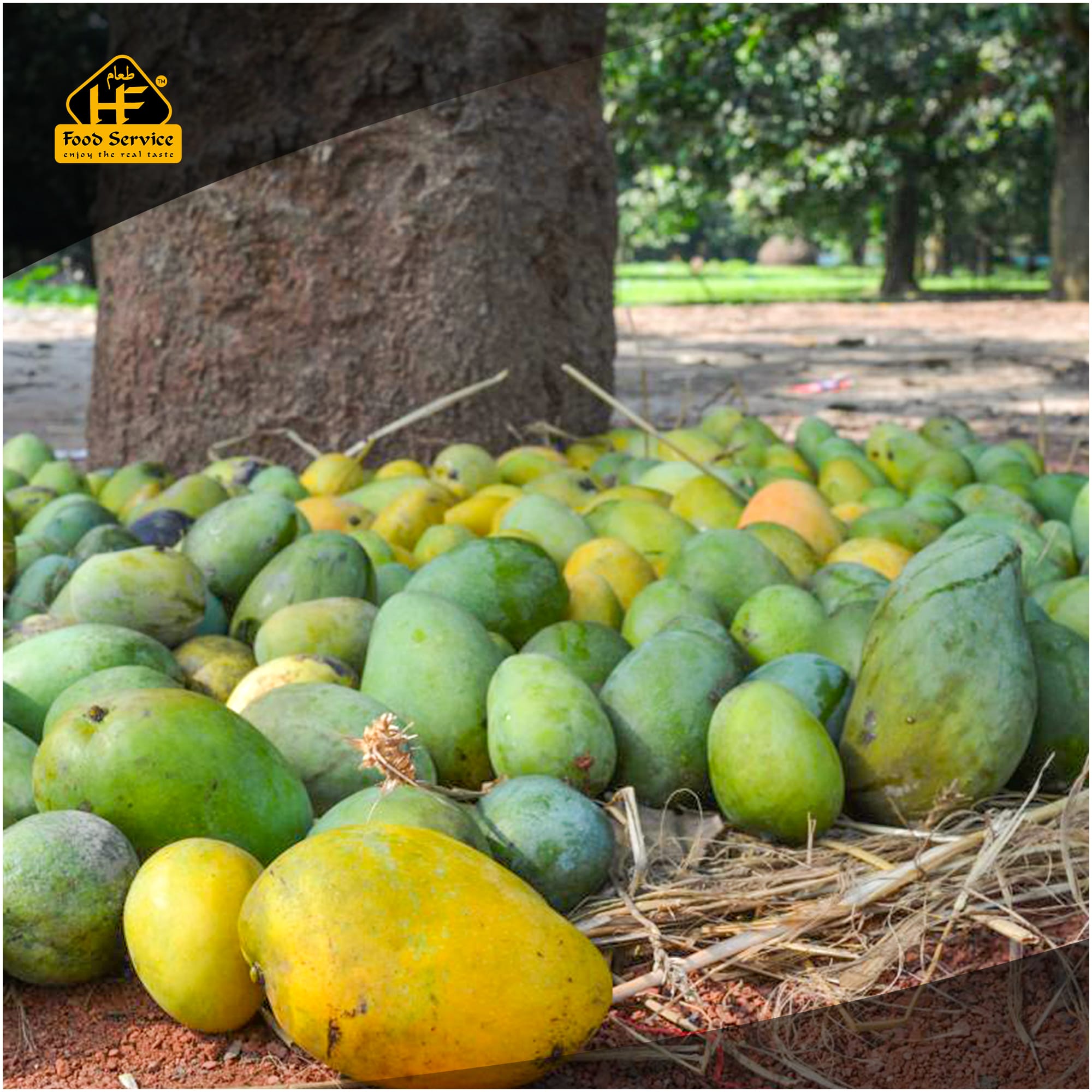 হিমসাগর আম । Himsagar Mango হিমসাগর আম । Himsagar Mango - Image 5